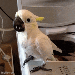 Acid GIFs, August 21 (25 gifs) Acid GIFs, August 21 (25 gifs)