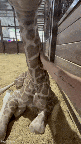 Acid GIFs, August 21 (25 gifs) Acid GIFs, August 21 (25 gifs)
