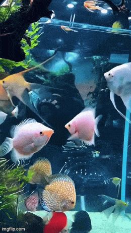 Acid GIFs, August 21 (25 gifs) Acid GIFs, August 21 (25 gifs)
