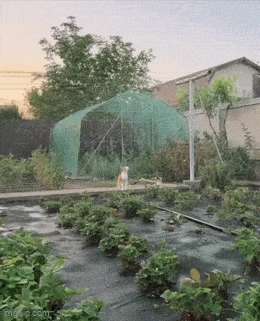 Acid GIFs, August 25 (25 gifs) Acid GIFs, August 25 (25 gifs)