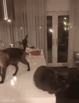 Acid GIFs, August 25 (25 gifs)