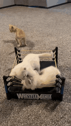 Acid GIFs, August 26 (25 gifs)