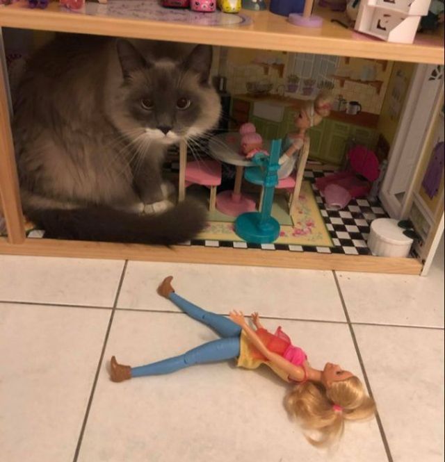 Photos For Cats Lovers (36 pics)