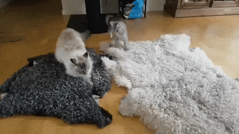Acid GIFs, August 27 (25 gifs) Acid GIFs, August 27 (25 gifs)