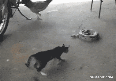 Acid GIFs, August 27 (25 gifs) Acid GIFs, August 27 (25 gifs)