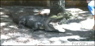 Acid GIFs, August 28 (25 gifs)