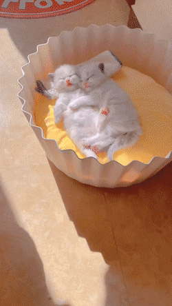 Acid GIFs, August 29 (25 gifs) Acid GIFs, August 29 (25 gifs)