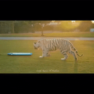 Acid GIFs, August 29 (25 gifs)