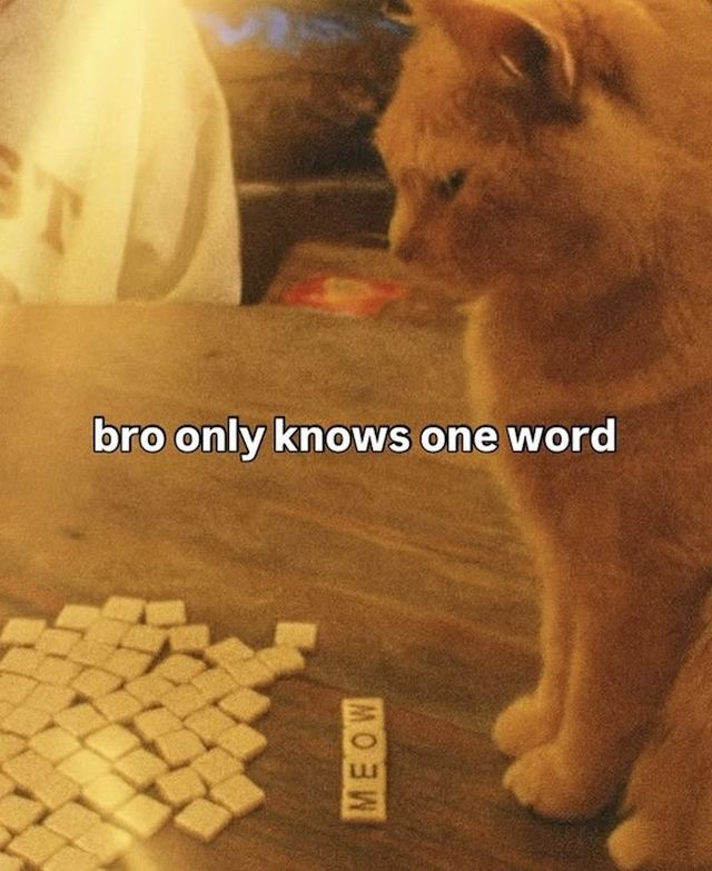 Memes For Cats Lovers (20 pics)
