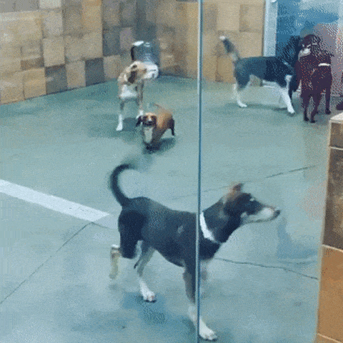 Acid GIFs, September 1 (25 gifs) Acid GIFs, September 1 (25 gifs)