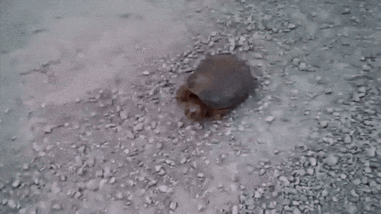 Acid GIFs, September 1 (25 gifs) Acid GIFs, September 1 (25 gifs)