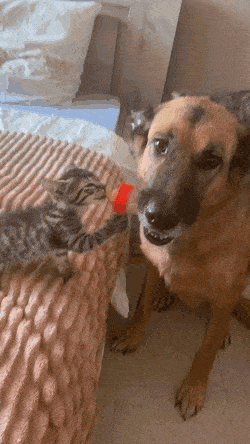 Acid GIFs, September 1 (25 gifs)