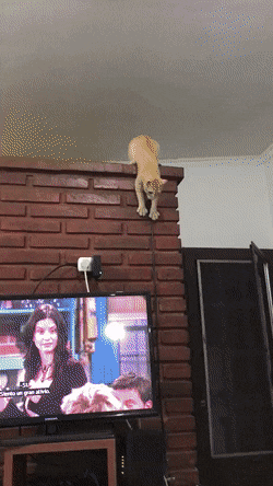 Acid GIFs, September 3 (25 gifs) Acid GIFs, September 3 (25 gifs)