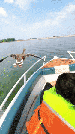 Acid GIFs, September 3 (25 gifs) Acid GIFs, September 3 (25 gifs)