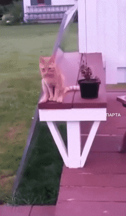 Acid GIFs, September 3 (25 gifs) Acid GIFs, September 3 (25 gifs)