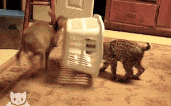 Acid GIFs, September 4 (25 gifs) Acid GIFs, September 4 (25 gifs)