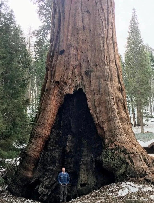 Giant Things (19 pics)