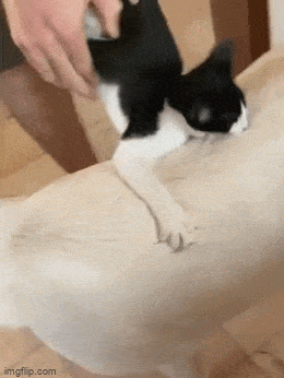 Acid GIFs, September 8 (25 gifs) Acid GIFs, September 8 (25 gifs)