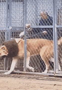 Acid GIFs, September 8 (25 gifs) Acid GIFs, September 8 (25 gifs)
