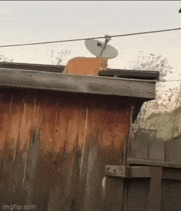 Acid GIFs, September 8 (25 gifs)