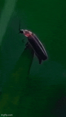 Acid GIFs, September 9 (25 gifs)
