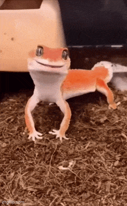 Acid GIFs, September 9 (25 gifs)