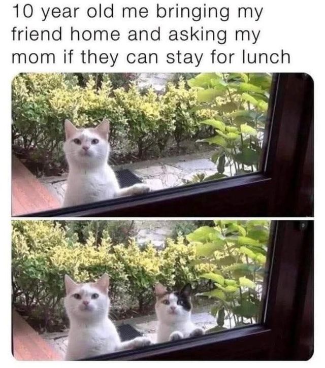 Jokes And Photos For Cat Lovers (29 pics)