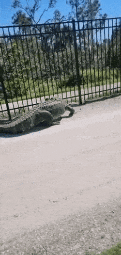 Acid GIFs, September 10 (25 gifs) Acid GIFs, September 10 (25 gifs)