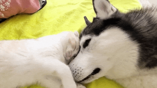 Acid GIFs, September 10 (25 gifs) Acid GIFs, September 10 (25 gifs)