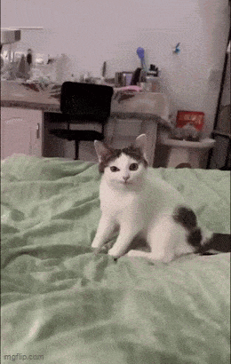 Acid GIFs, September 11 (25 gifs)