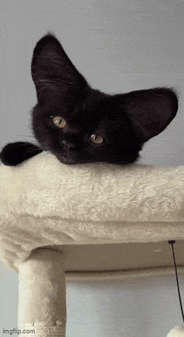 Acid GIFs, September 11 (25 gifs)