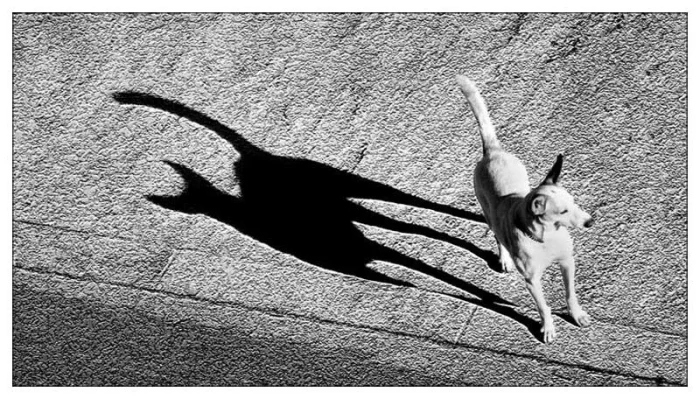 Unusual And Funny Shadows (23 pics)