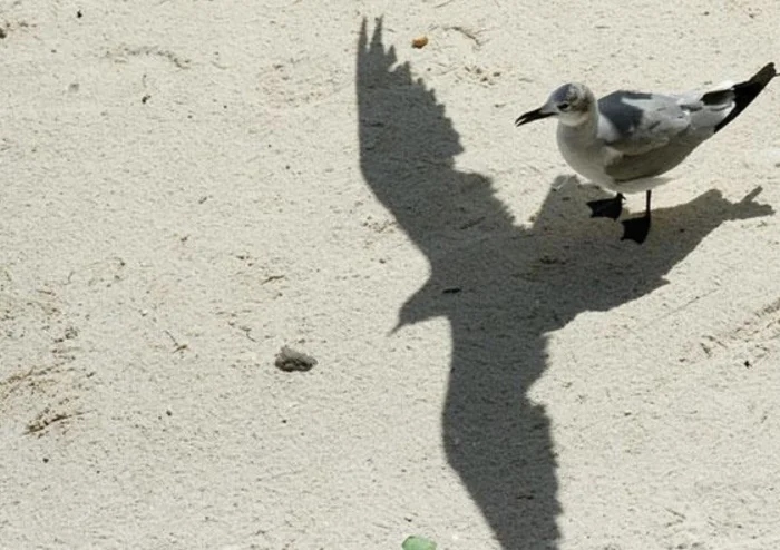 Unusual And Funny Shadows (23 pics)