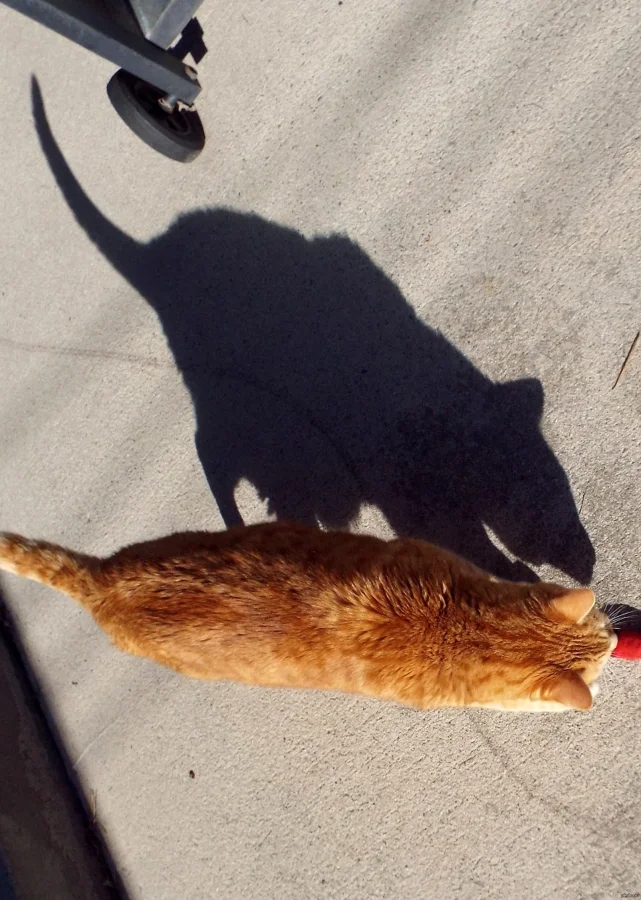 Unusual And Funny Shadows (23 pics)