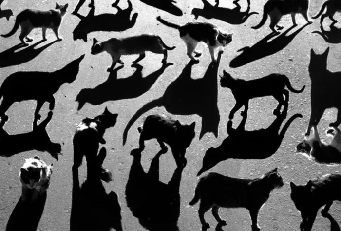 Unusual And Funny Shadows (23 pics)