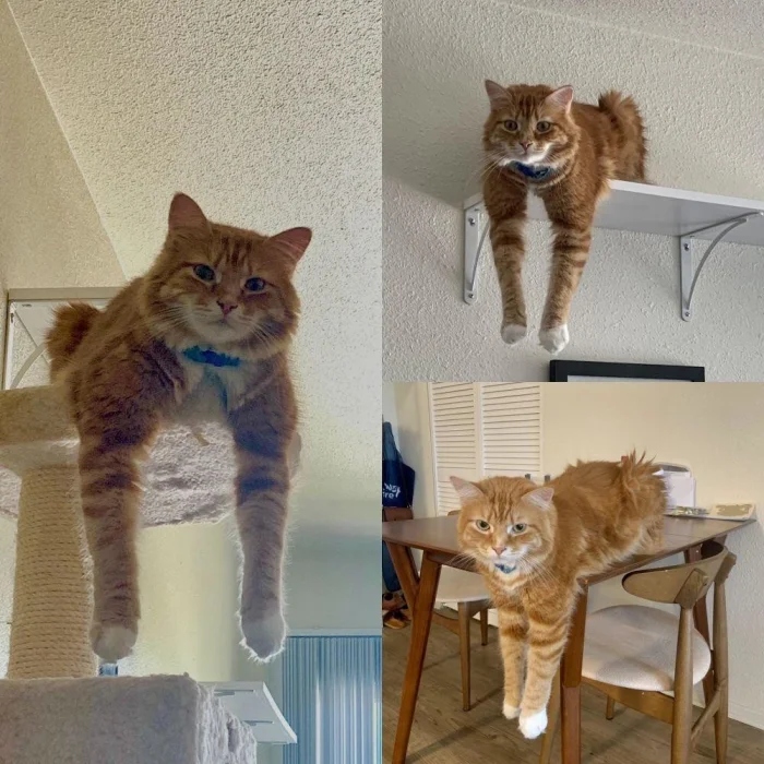 Funny Photos For Cats Lovers (21 pics)