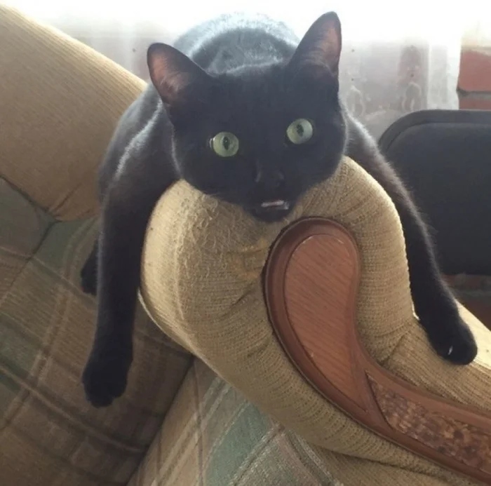 Funny Photos For Cats Lovers (21 pics)