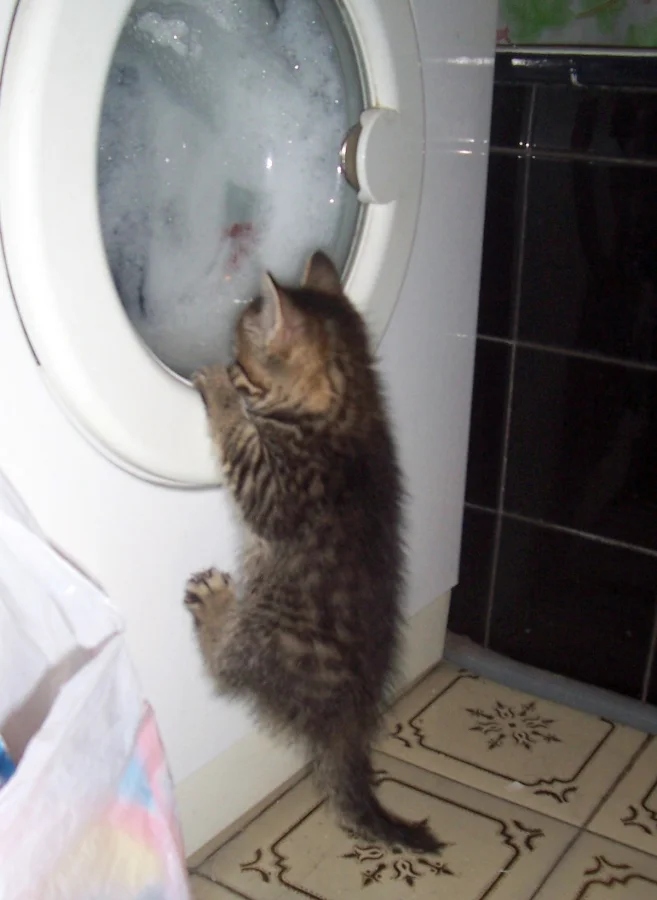 Funny Photos For Cats Lovers (21 pics)