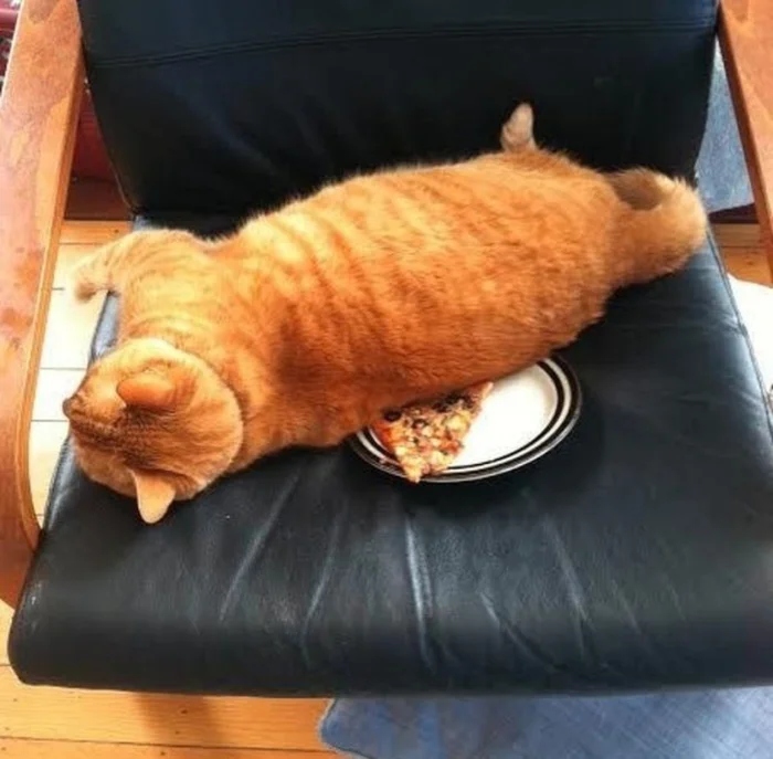 Funny Photos For Cats Lovers (21 pics)