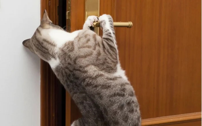 Funny Photos For Cats Lovers (21 pics)