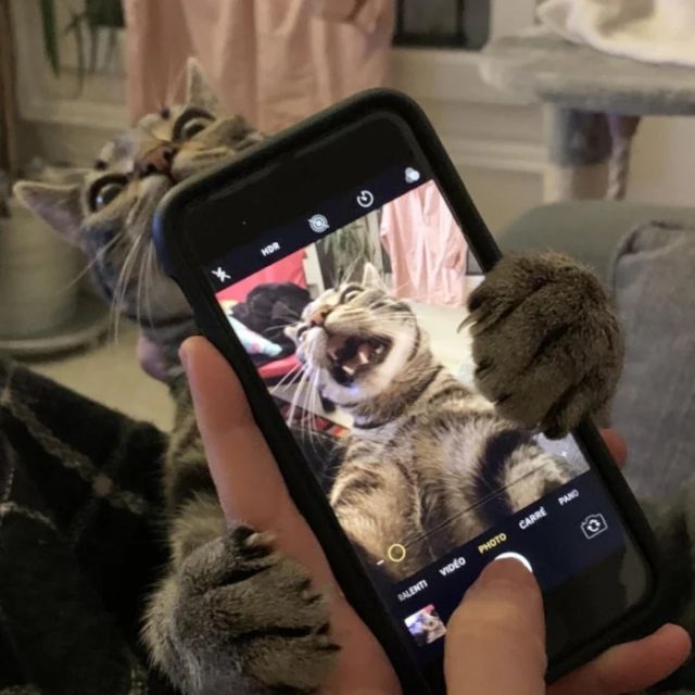 Funny Photos For Cats Lovers (21 pics)