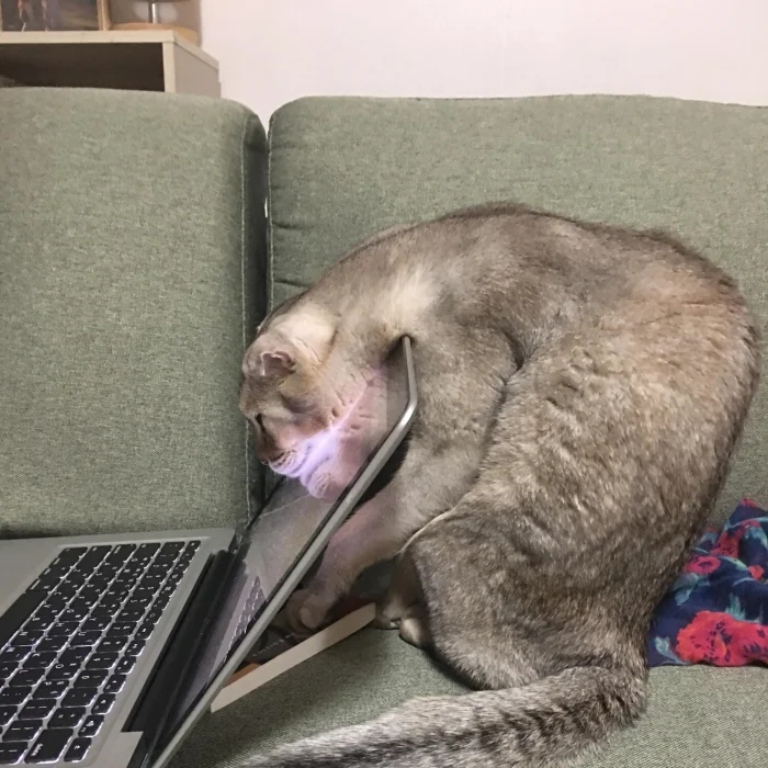 Funny Photos For Cats Lovers (21 pics)