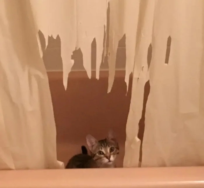 Funny Photos For Cats Lovers (21 pics)