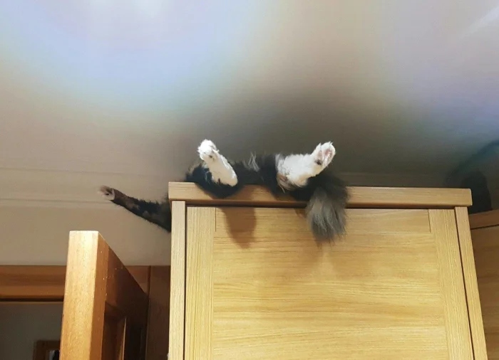 Funny Photos For Cats Lovers (21 pics)