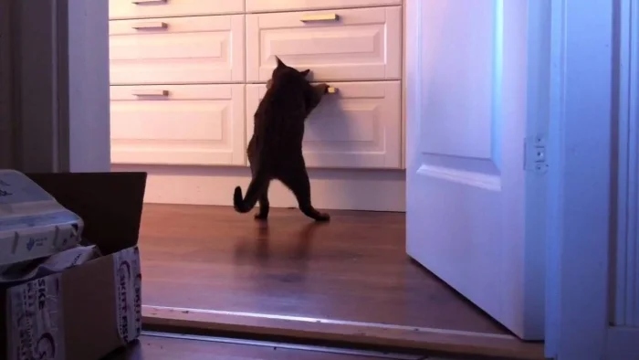 Funny Photos For Cats Lovers (21 pics)