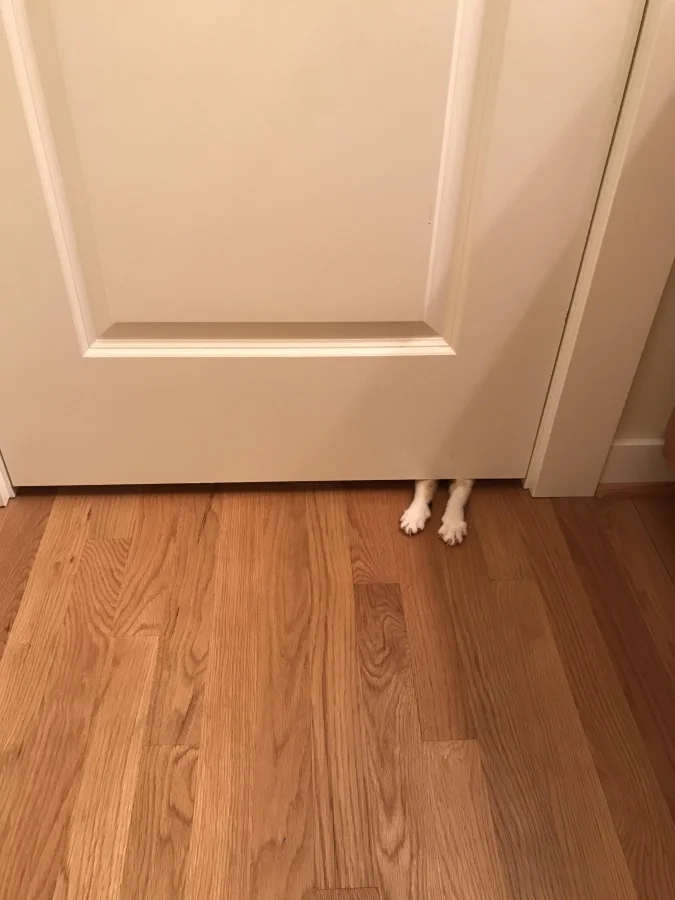 Funny Photos For Cats Lovers (21 pics)