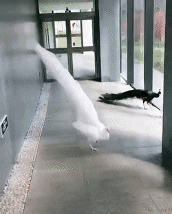 Acid GIFs, September 15 (25 gifs) Acid GIFs, September 15 (25 gifs)