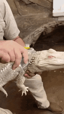 Acid GIFs, September 15 (25 gifs) Acid GIFs, September 15 (25 gifs)