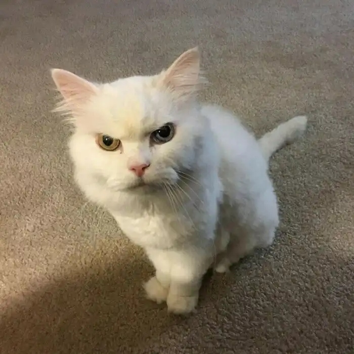 Angry Cats (15 pics)