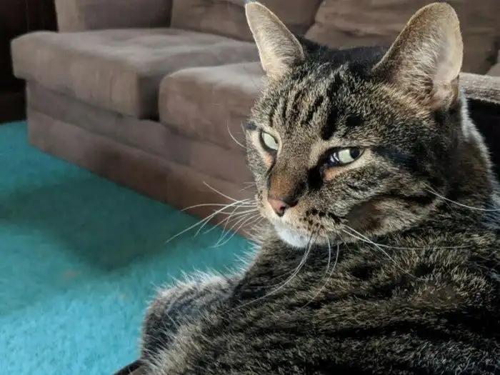 Angry Cats (15 pics)